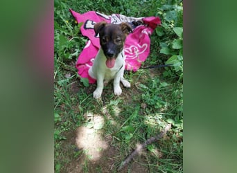 Hundekind „GERTI“, ausreisebereit Ende Juni 2025, sucht Familie