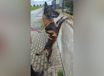Nelson ein toller Hollandse Herder Mix