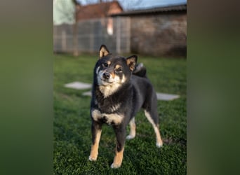 Shiba Inu beautiful puppies