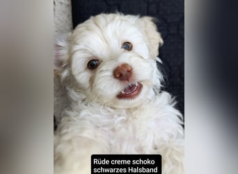 Abgabebereit: schoko Havapoos in verschiedenen Farben