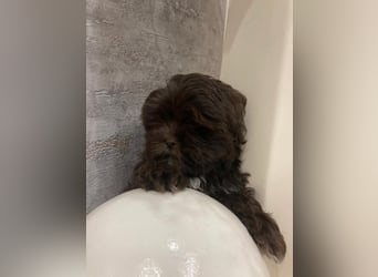 Shih-Tzu-Bolonka Welpen