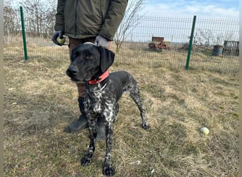Teofil, geboren 01.01.2023, 63cm sucht DICH