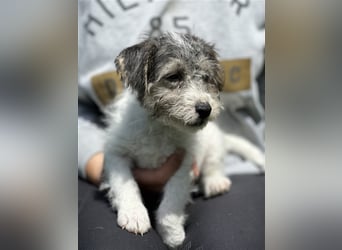 Wunderschöne Parson Jack-Russell Terrier aus liebev. Familienaufzucht su. dringend noch ein neues Zu