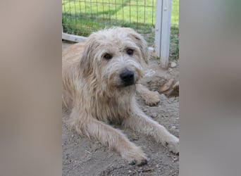 wundervoller Sugar sucht seine Menschen