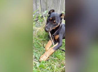 Süße Sofi sucht ein Zuhause oder eine Pflegestelle