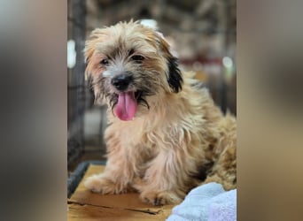 ⭐️LEO⭐️, Rüde, 5 Monate, 25 cm, Mischling, Tierschutz