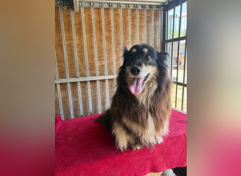 Gino, Collie-Mix, Rüde, geb. am 01.01.2018, 40 cm, -Notfall-