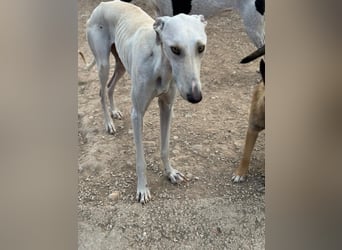 Invierno, ein toller Galgo Bub