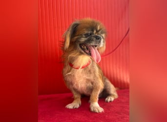 Fritzi, Pekinese, Rüde, geb. am 10.05.2014, 26 cm,   -Notfall-