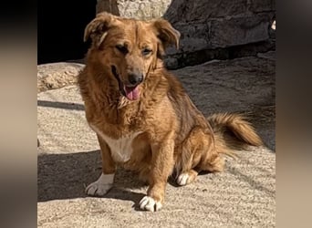 NALO, Rüde, 3,5 Jahre, 38cm, Mischling, Tierschutz
