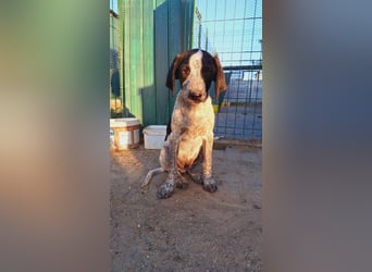 Ludwig sucht sein Körbchen