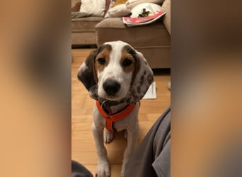 Beagle Mischlingswelpe GEORGY (Dezember 2024) sucht eine eigene Familie