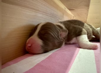 Red Tri Rüde, Australian Shepherd