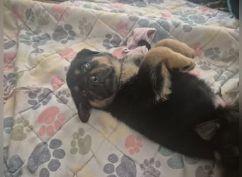 Rottweiler Schäferhund Mischling