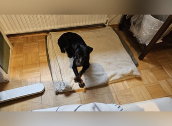Holly: sucht DRINGEND ihre Endstelle zum Ankommen in 74906 Bad Rappenau