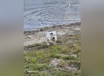 Spanische Wasserhund Welpen reinrassig