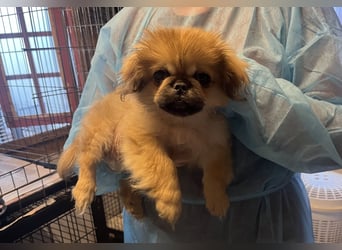 Teddy - Süßer Pekinese-Welpe sucht sein Körbchen-Glück!