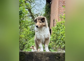 Colliewelpen im amerikanischen Typ