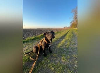 Zuckersüße xxl bully - pitbull hündin