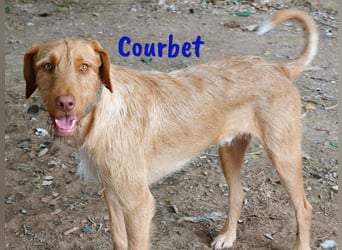 Courbet 11/2022 (ESP) - verspielter, hübscher Jagdhund-Mix Junghund!