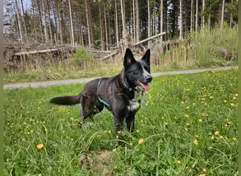 Kelly auf Pflegestelle in 88273 Fronreute sucht ihr Zuhause