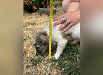 Vili, geboren 07.04.2025, 25cm sucht seine Menschen