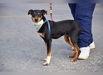 Süßer TOBI-lieb, verspielt noch etwas schüchtern sucht sein "Für-immer-Körbchen" bei lieben Menschen