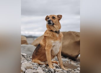 Wunderbares Zuhause für Gerda gesucht