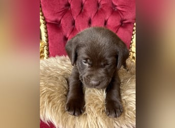Zuckersüße Schoko Labradorwelpen