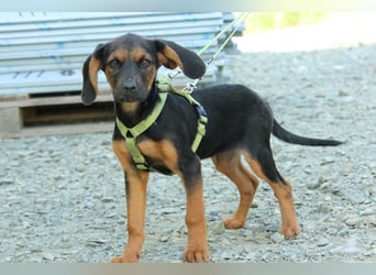 Diggy der kleine Chameur