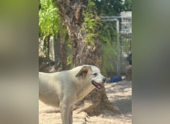 Zoe, eine zarte große Hündin
