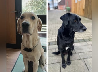 Wunderschöne Golden Retriever - Labrador Mix Welpen