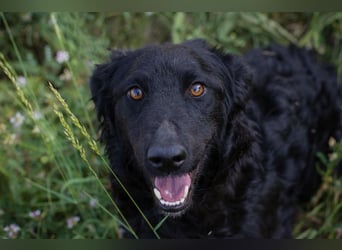 Chip 2277422: Sucht ein Zuhause