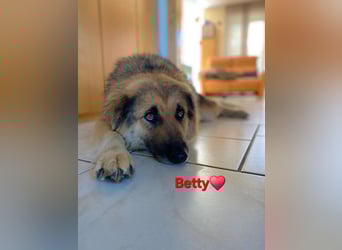 Betty, sehr liebe , ruhige und intelligente Hündin sucht Traumplatz