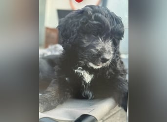 Labradoodle Ich bin der letzte aus diesem Wurf