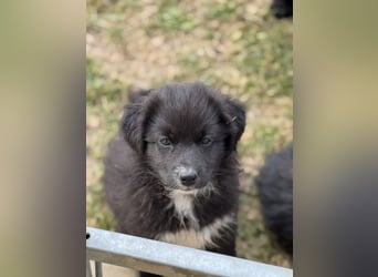 Australian Shepherd Welpen in  Black Bi