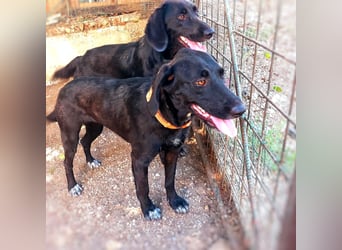 Prugna - RESERVIERT - Black Pearl, jung, neugierig aufgeschlossen