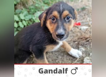 GANDALF ❤  wartet in 99707 Kyffhäuserland Seega auf Dich