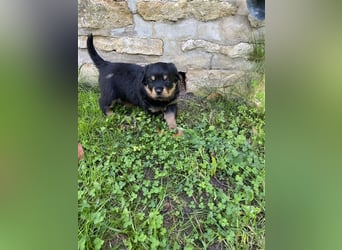 Rottweiler Welpen