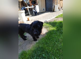 Neila sucht ihr Zuhause