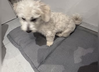 Malteser Bichon
