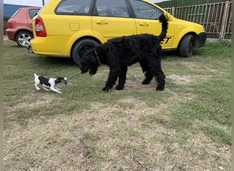 Jacky VI – Lebensfroher Riesenschnauzer sucht aktives Zuhause