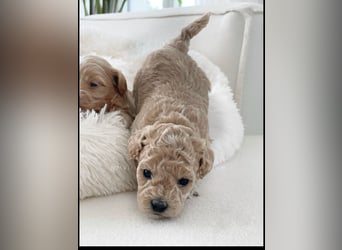 Traumhafte Maltipoo Welpen F1 Malteser Pudel