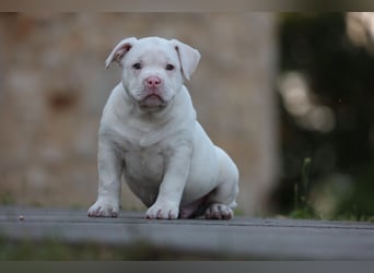 Unglaublich schöne American Bully Welpen!