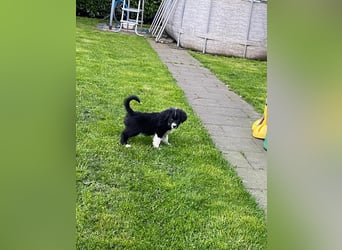 Diese süßen Australian Shepherd Fellnasen