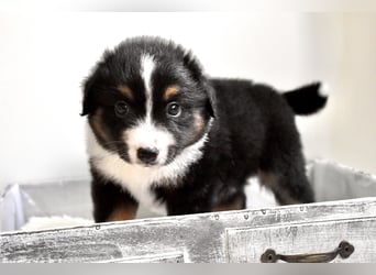 Miniature American Shepherd Welpen, Mini Aussies vom Züchter mit Papieren