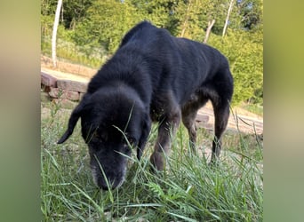 Momo braucht ein liebevolles Zuhause