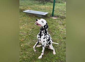 Dius, 3 Jahre, 57cm sucht ihr Körbchen