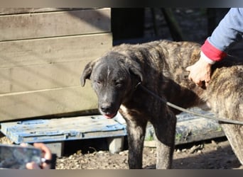 Jackpot - ein majestätischer Doggen-Mix sucht sein Königreich