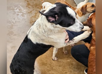 Milla - Gute-Laune-Hund wartet auf Sie